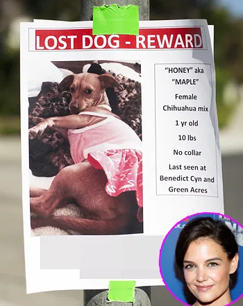 1409080151_katie holmes suri cruise missing dog 441