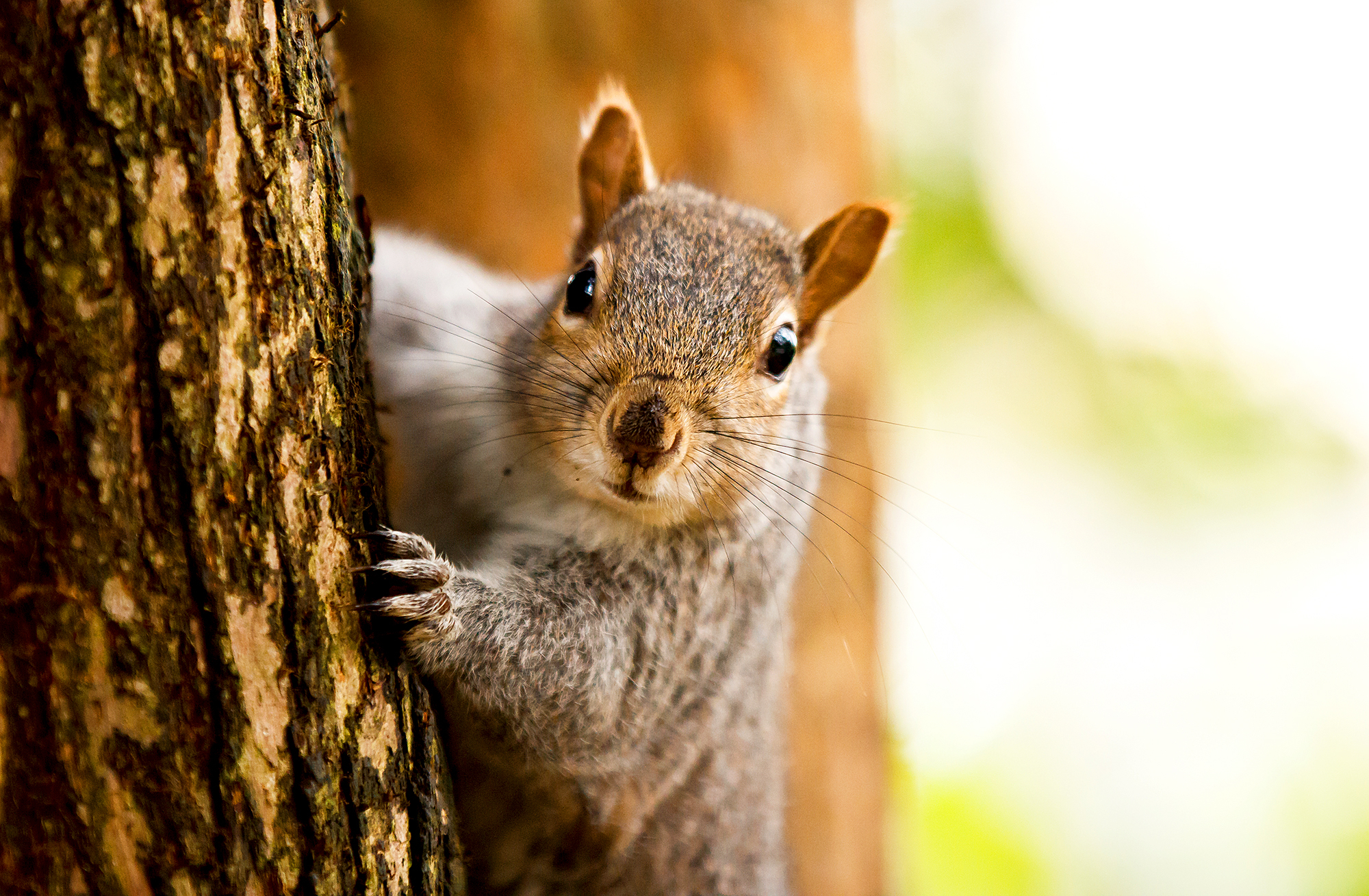 166127531_squirrel zoom 1f10714a 2409 4369 a8c4 1bf720206dc8