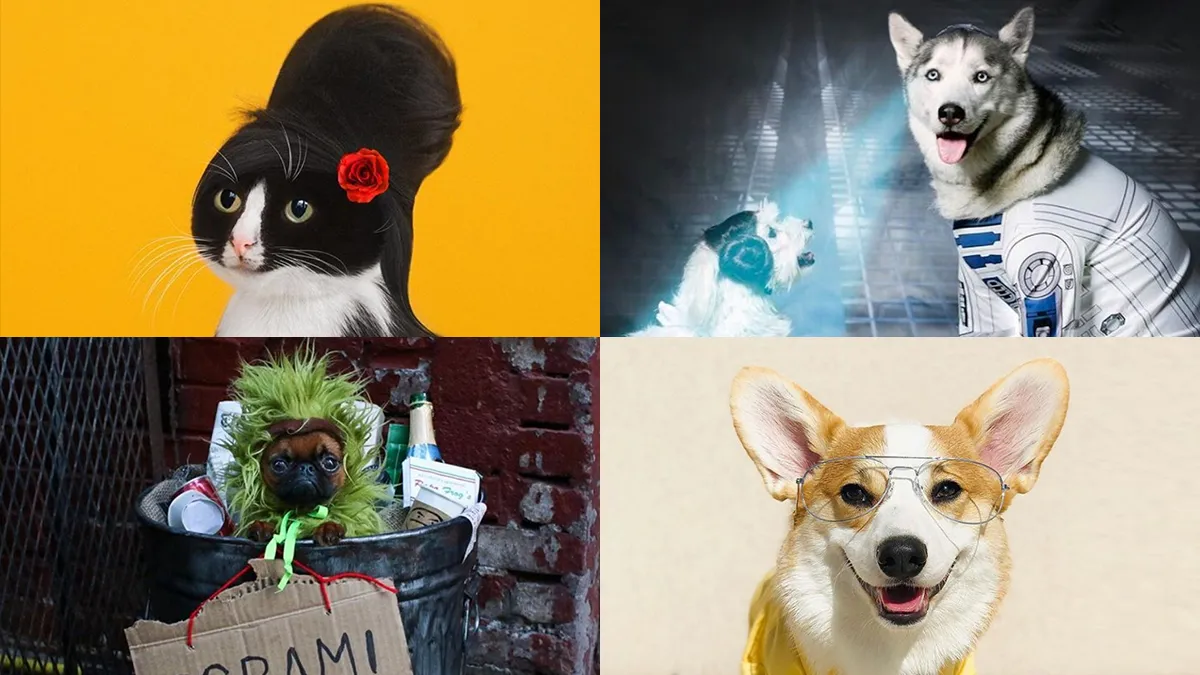 Us Petformers Awards