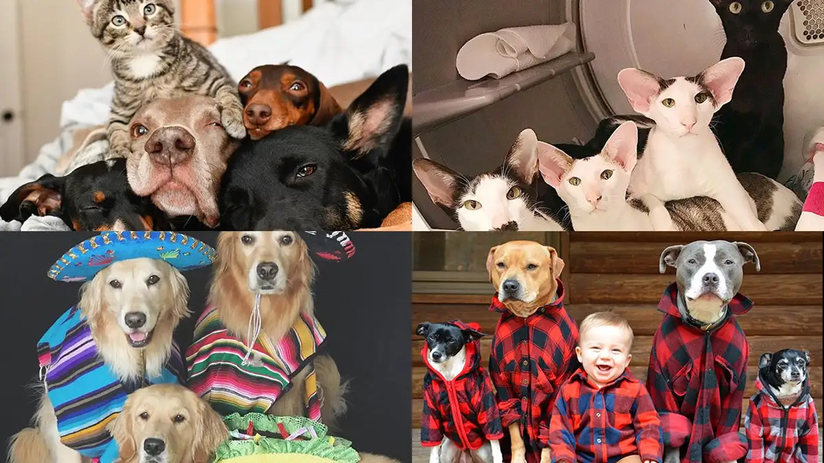 Us Petformers Awards