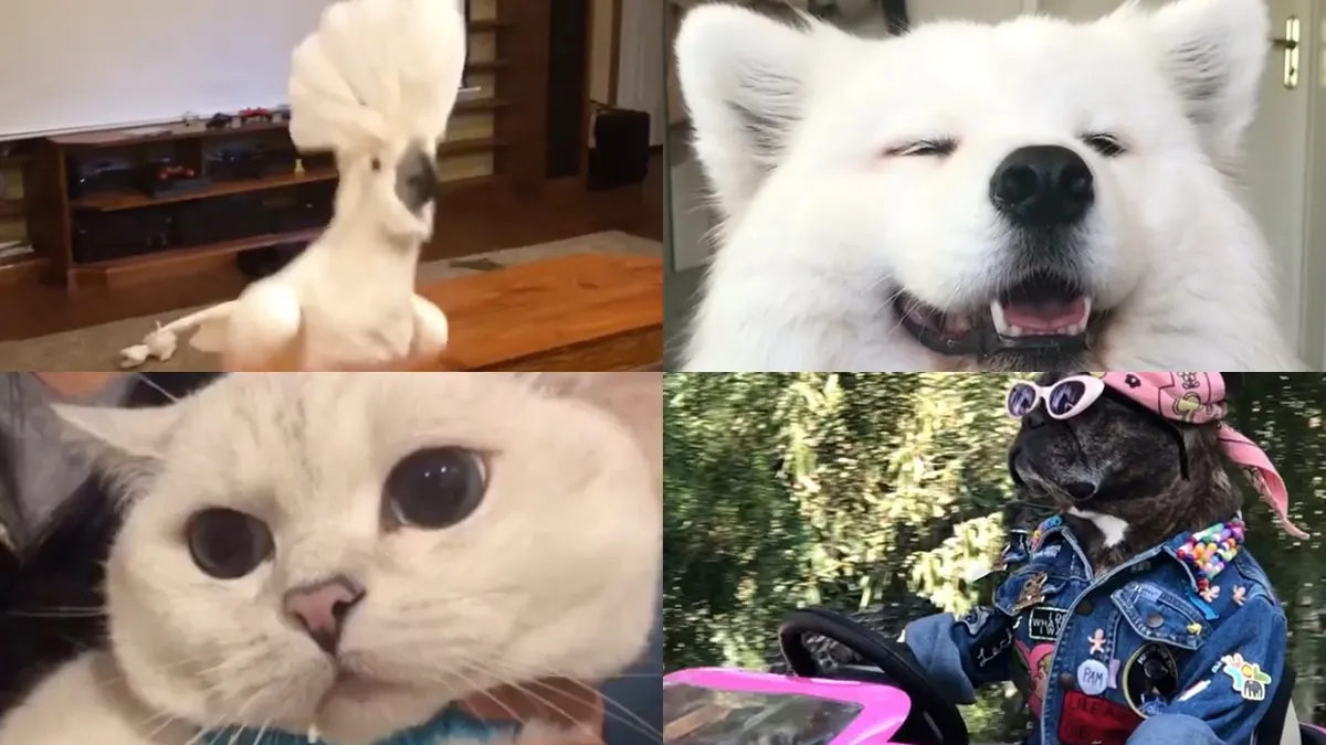 Us Petformers Awards