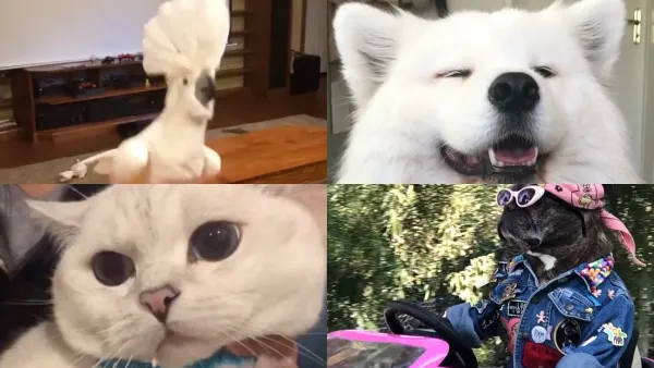 Us Petformers Awards