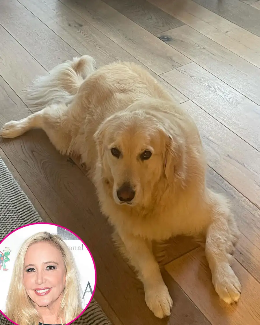 A Guide to the Real Housewives' Cutest Pets