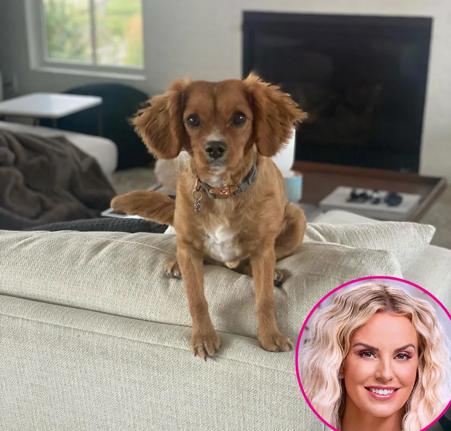 A Guide to the Real Housewives Cutest Pets