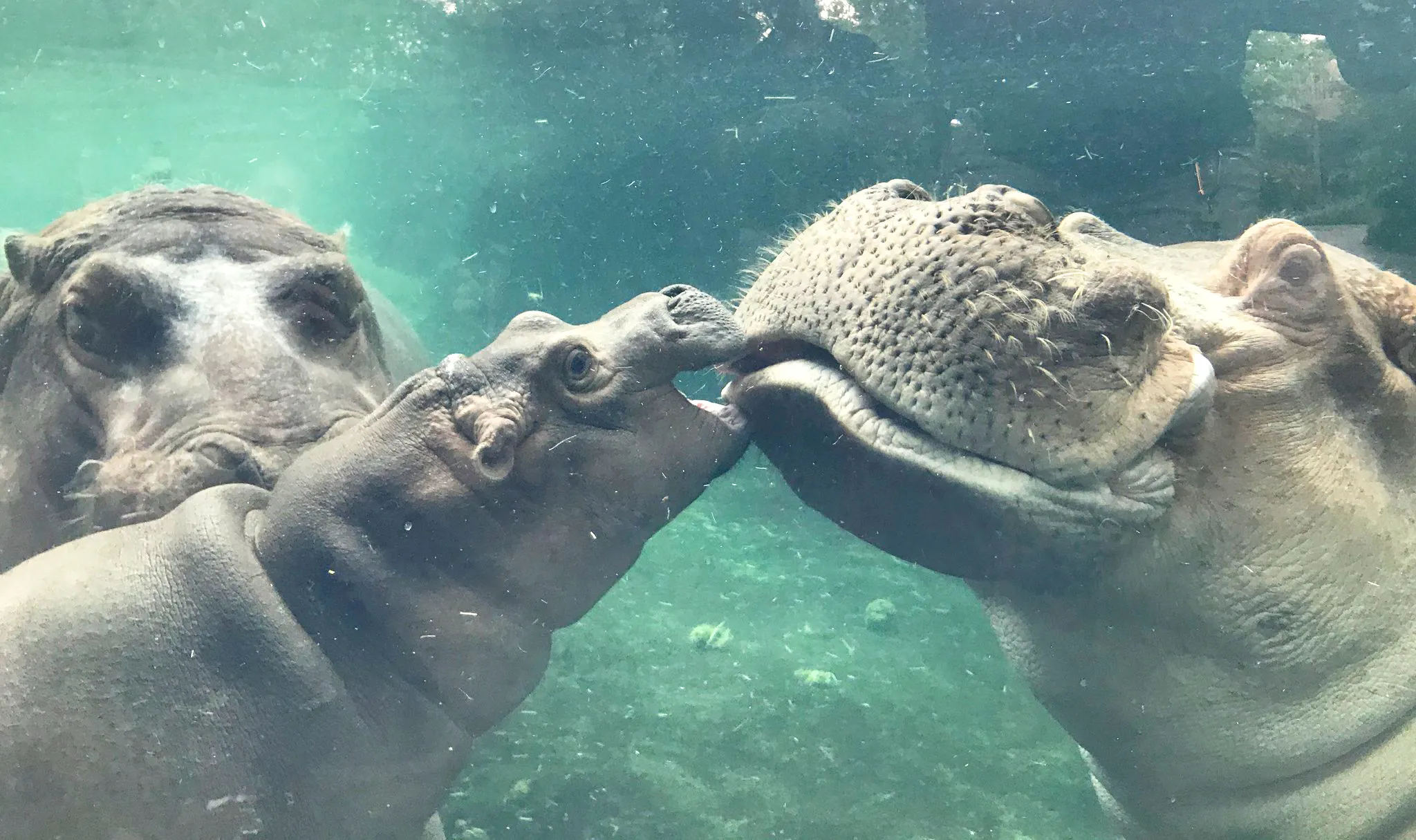 Henry the Hippo and Fiona