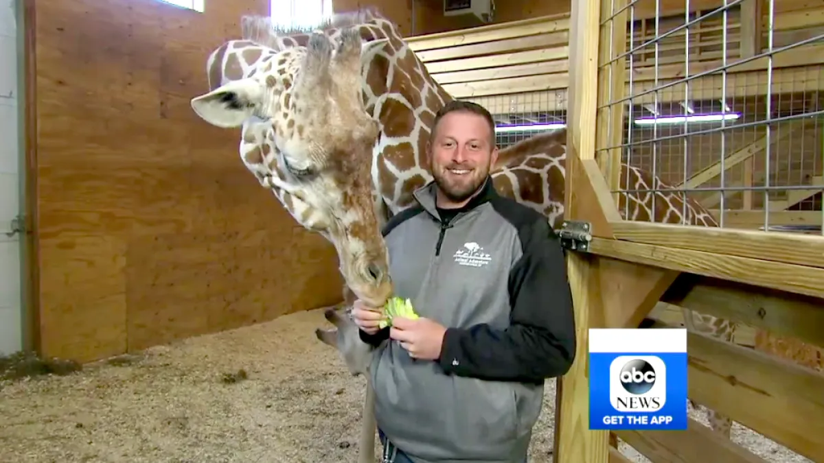 April the Giraffe pregnant again