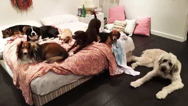 Miley Cyrus dogs