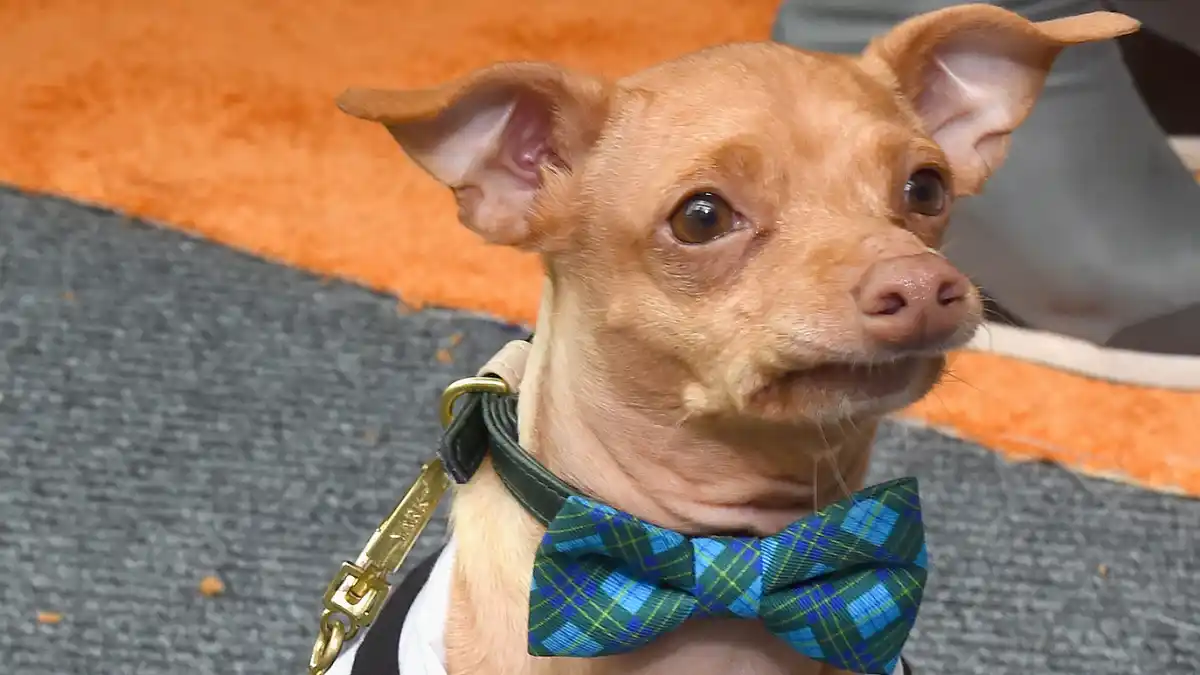 Tuna the Dog, Instagram