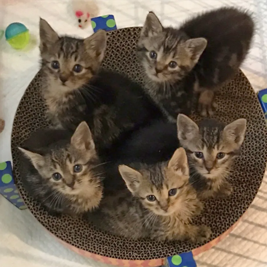 Howard Stern Beth Stern cats