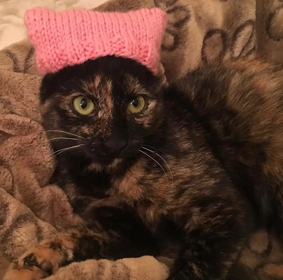 Howard Stern Beth Stern cats