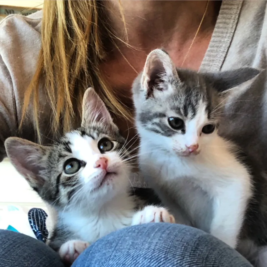 Howard Stern Beth Stern cats