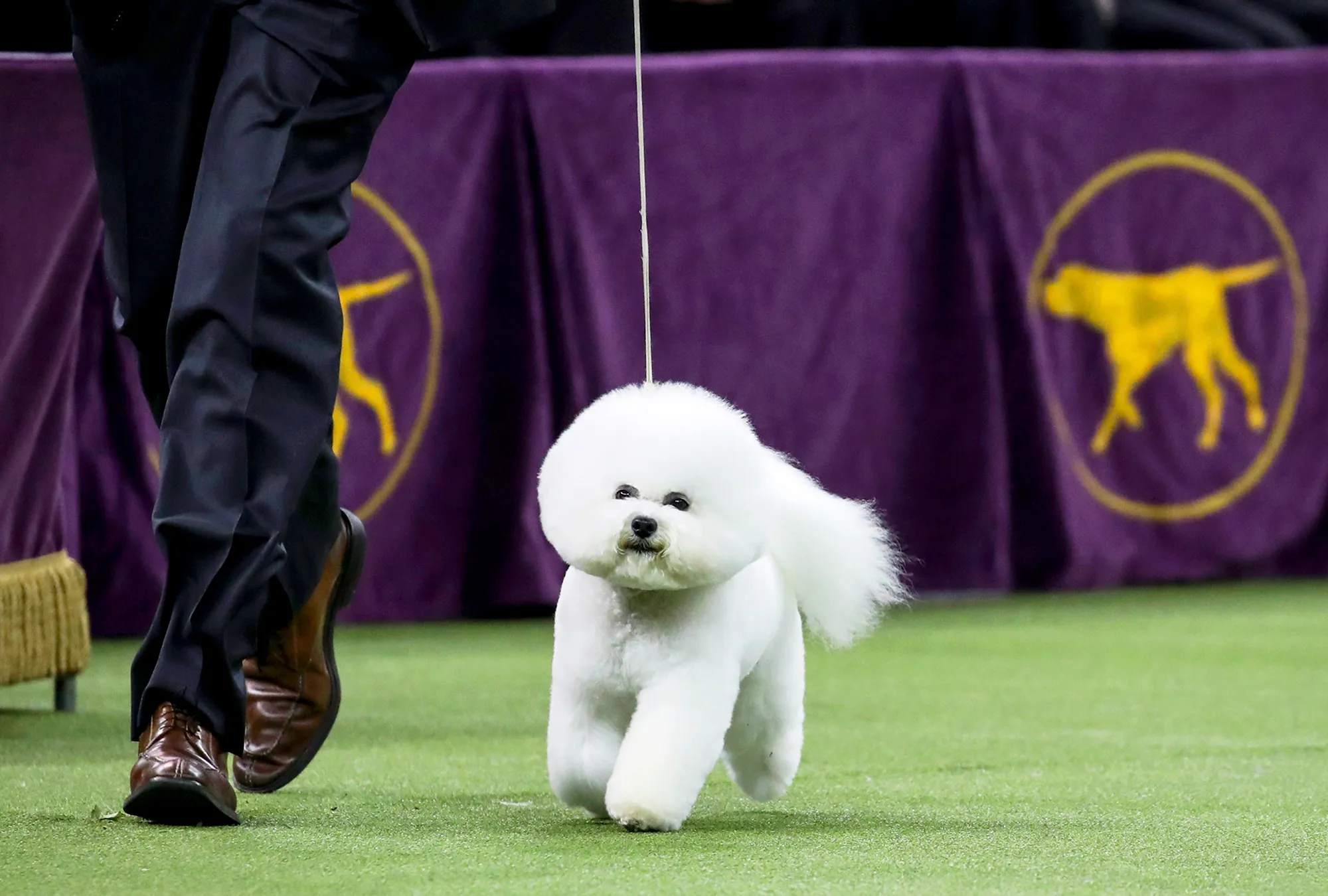 Best in Show winner Flynn, a bichon frise, competes in the finals of the 142nd Westminster Kennel Club Dog Show in New York City on February 13, 2018.