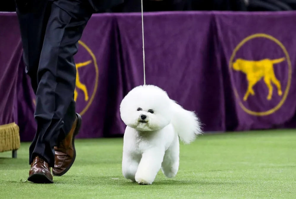 Best in Show winner Flynn, a bichon frise, competes in the finals of the 142nd Westminster Kennel Club Dog Show in New York City on February 13, 2018.