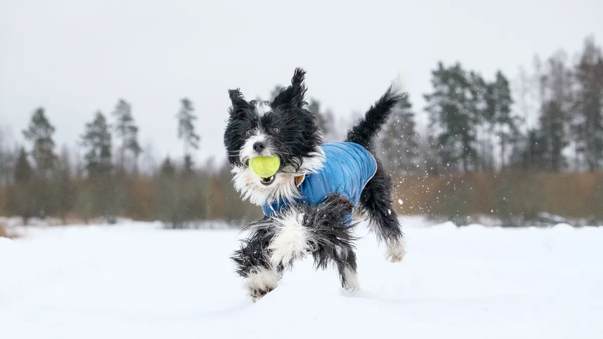 Luxury Handbag Shopping #PetOlympics Contest
