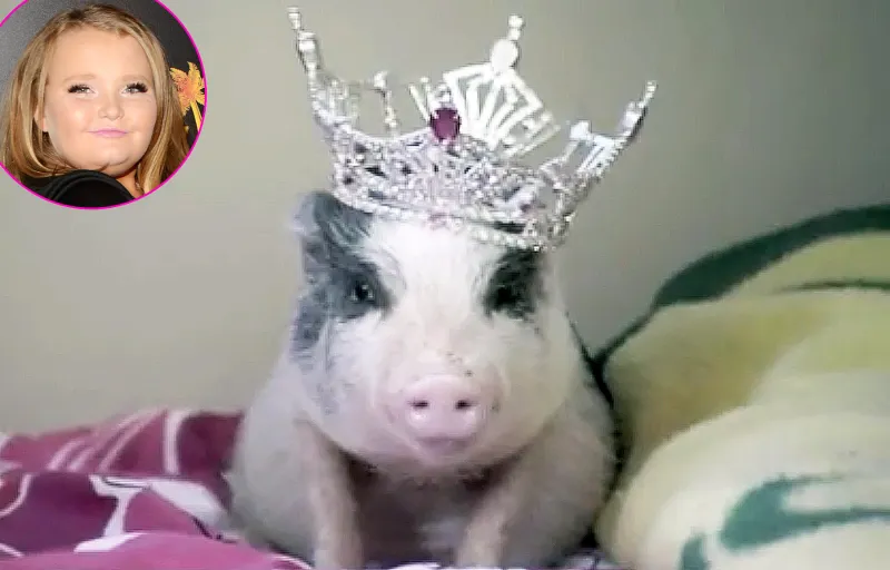 Reality TV's Most Popular Pets Here Comes Honey Boo Boo Glitzy the pig