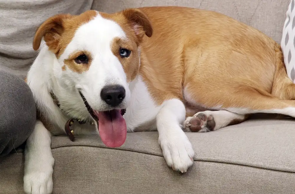 Steve Gold dog Pablo