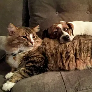 What to Do When Your Pet Gets the Flu