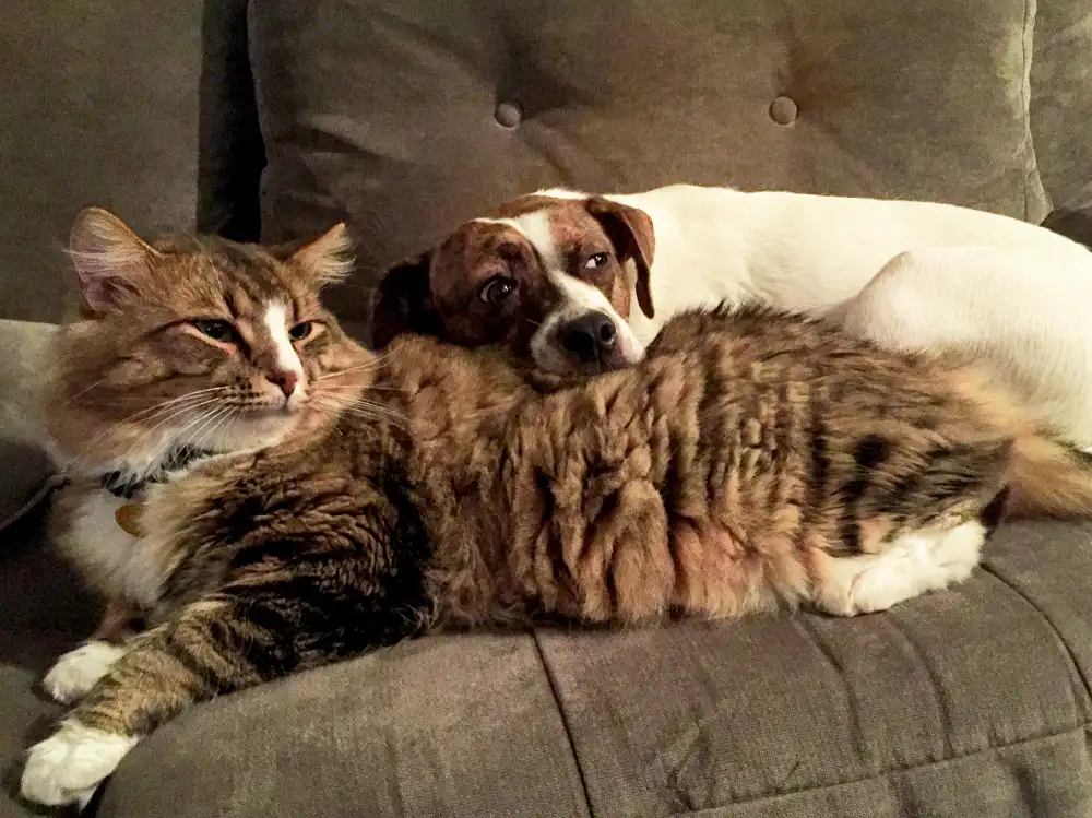 What&nbsp;to Do When Your Pet Gets&nbsp;the Flu