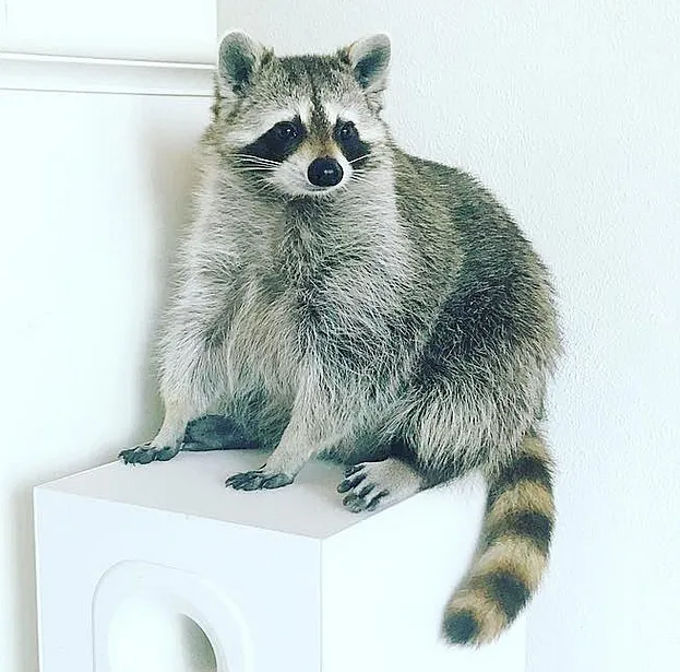 pumpkin-the-raccoon