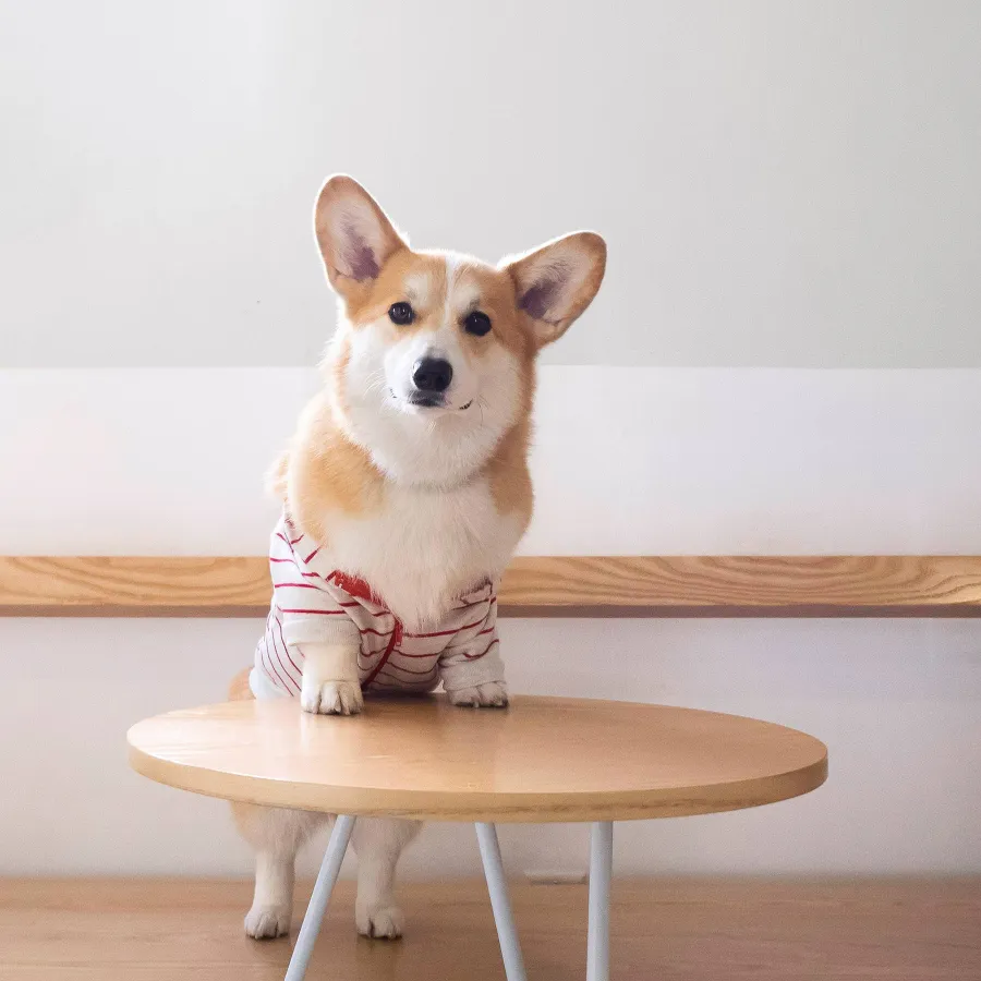 Geordi La Corgi, Love Coffee Bar