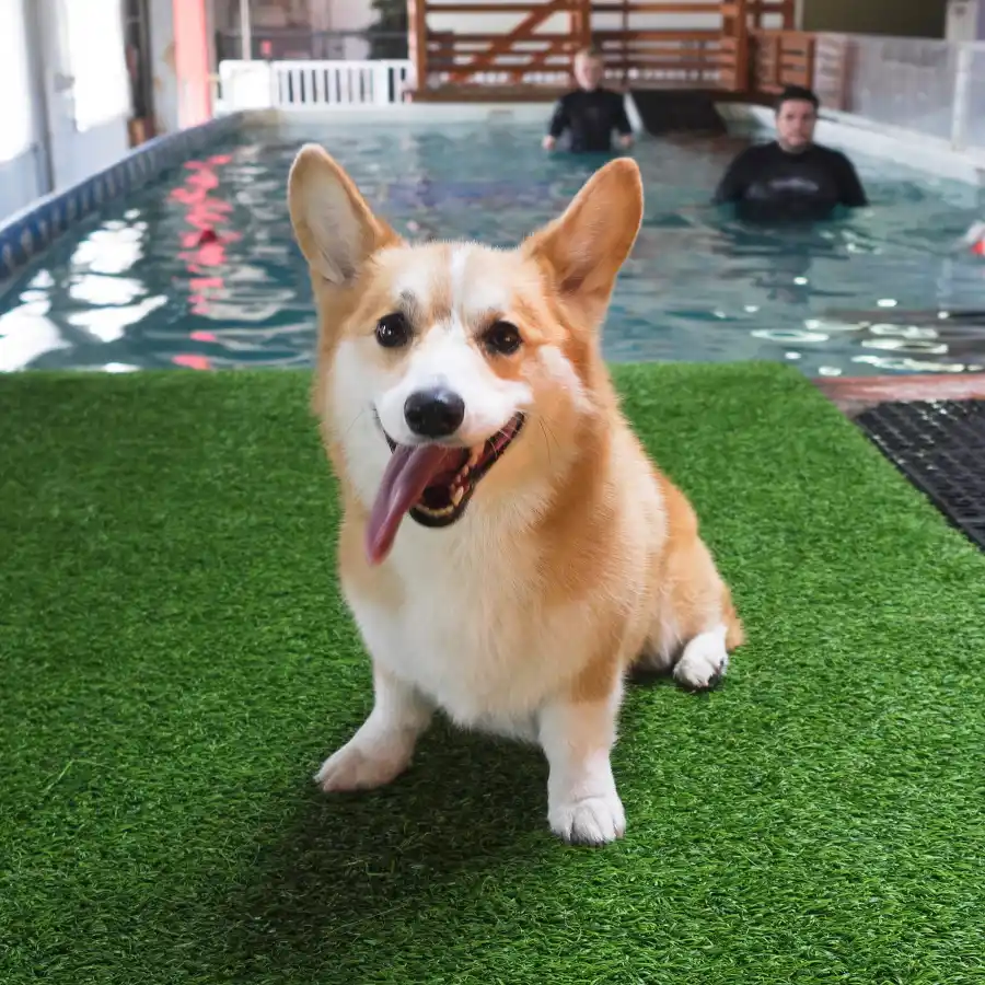 Geordi La Corgi, Doggie Central