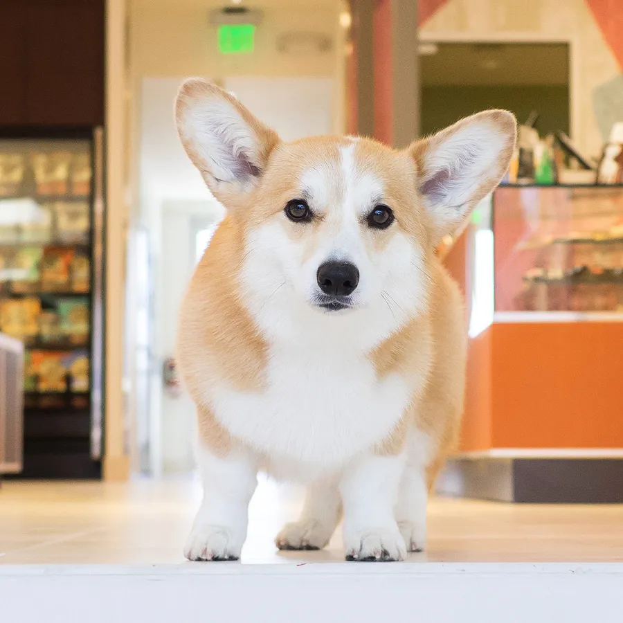 Geordi La Corgi, Healthy Spot