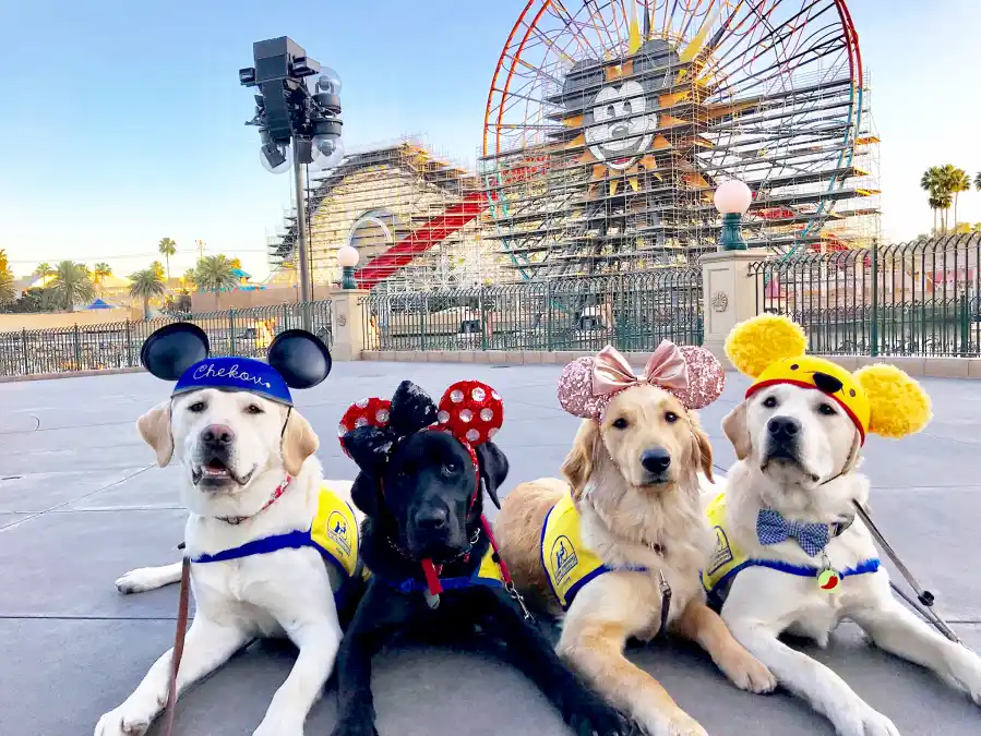 Canine Companions for Independence Disneyland