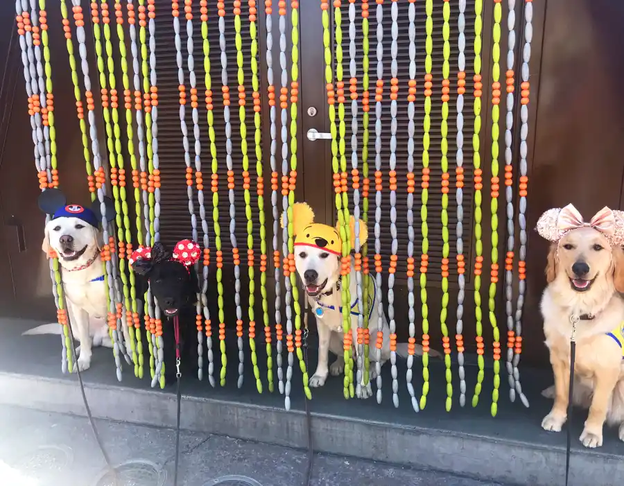 Canine Companions for Independence Disneyland