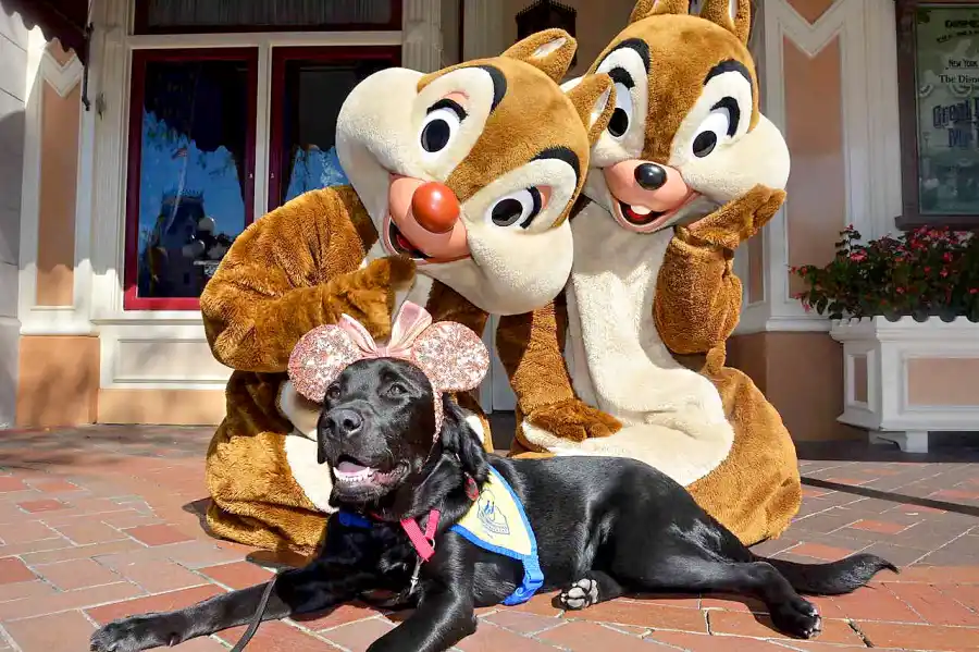 Canine Companions for Independence Disneyland