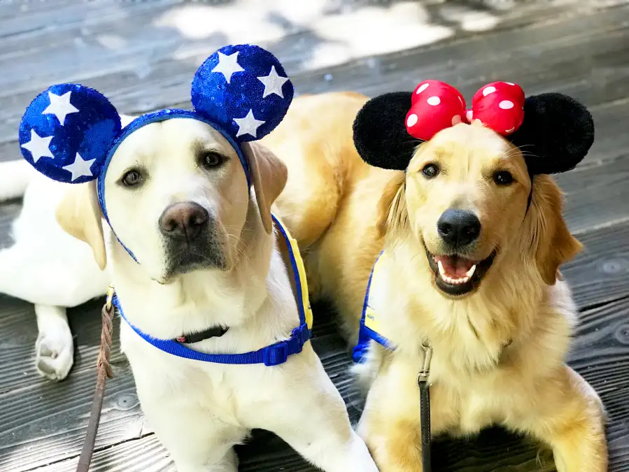 Canine Companions for Independence Disneyland