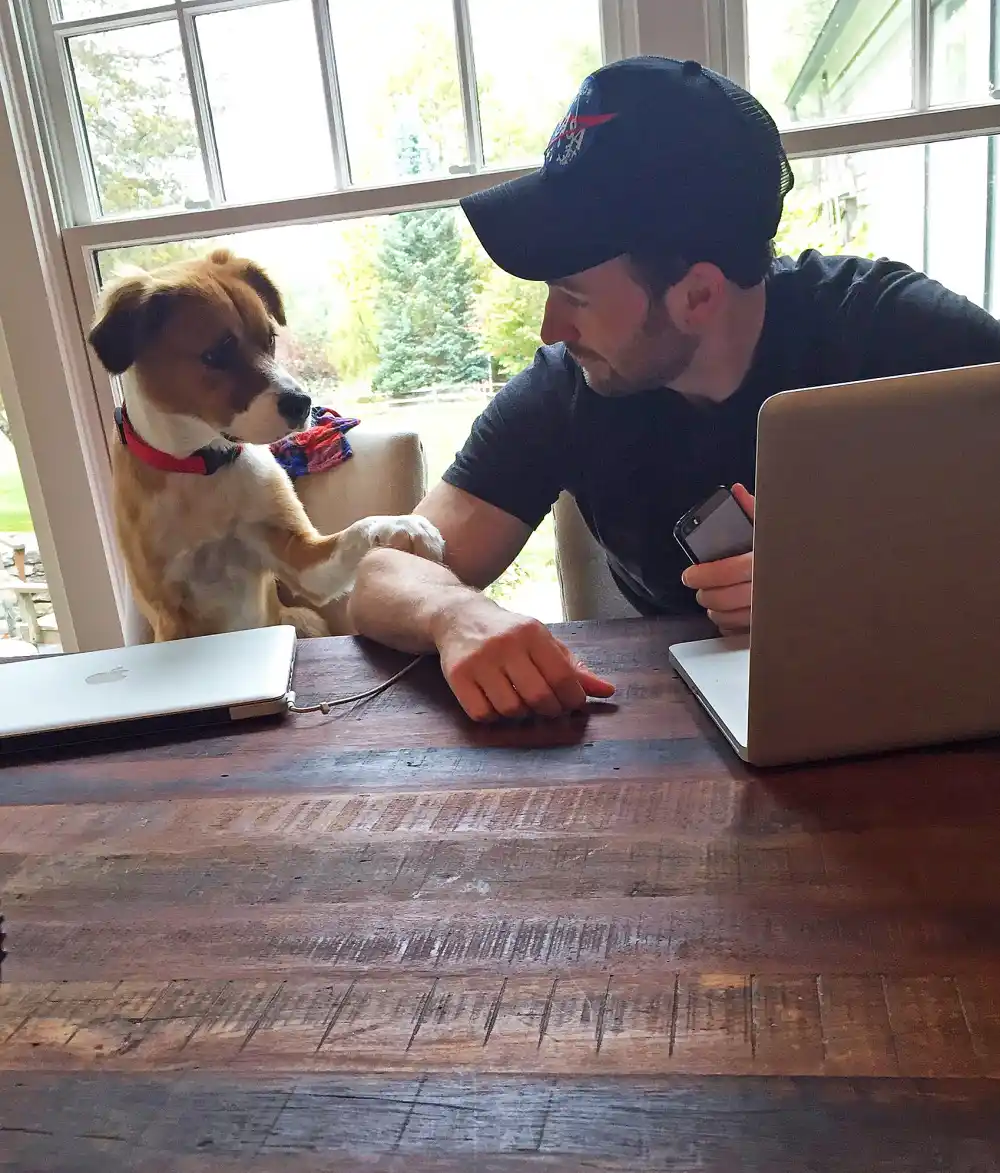 Chris Evans rescue dog