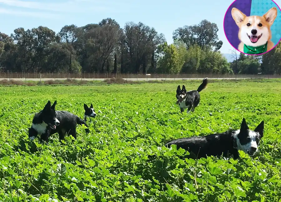 Geordi-LaCorgi-Diamond-Dogs-K9-Center