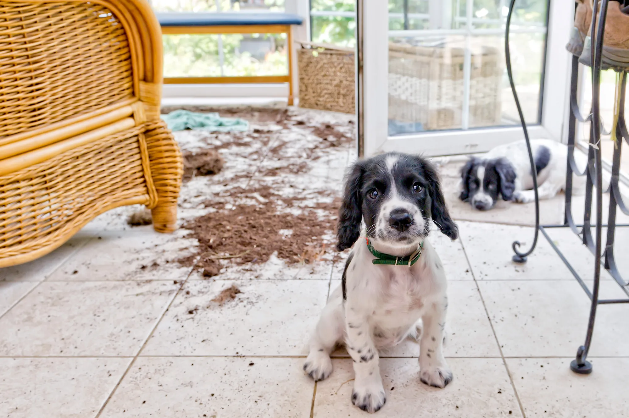 How to Keep Your Pet from Ruining Your House