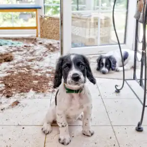 How to Keep Your Pet from Ruining Your House