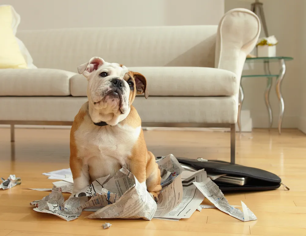 How to Keep Your Pet from Ruining Your House