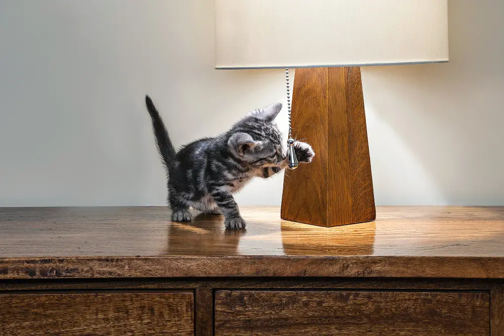 How to Keep Your Pet from Ruining Your House