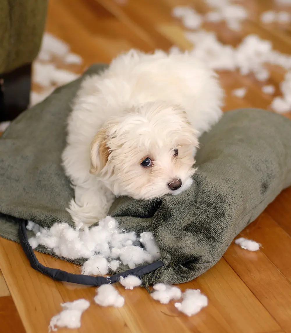 How to Keep Your Pet from Ruining Your House