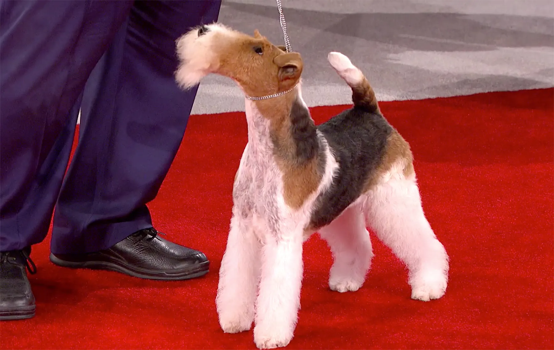King, the winner of the 2018 Beverly Hills Dog Show