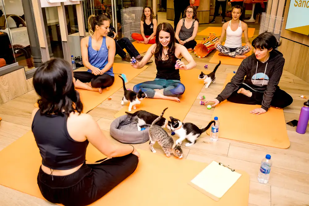 Kitten Yoga