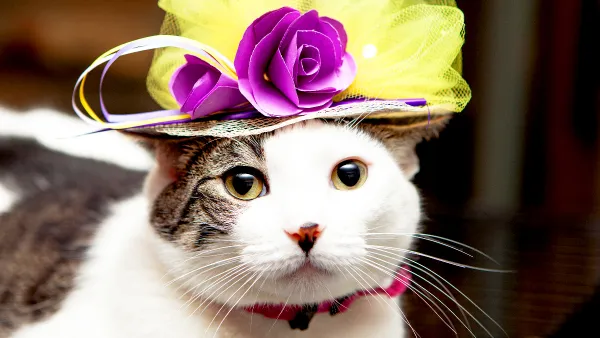 Custard Royal Wedding Cats in Fascinators Gallery