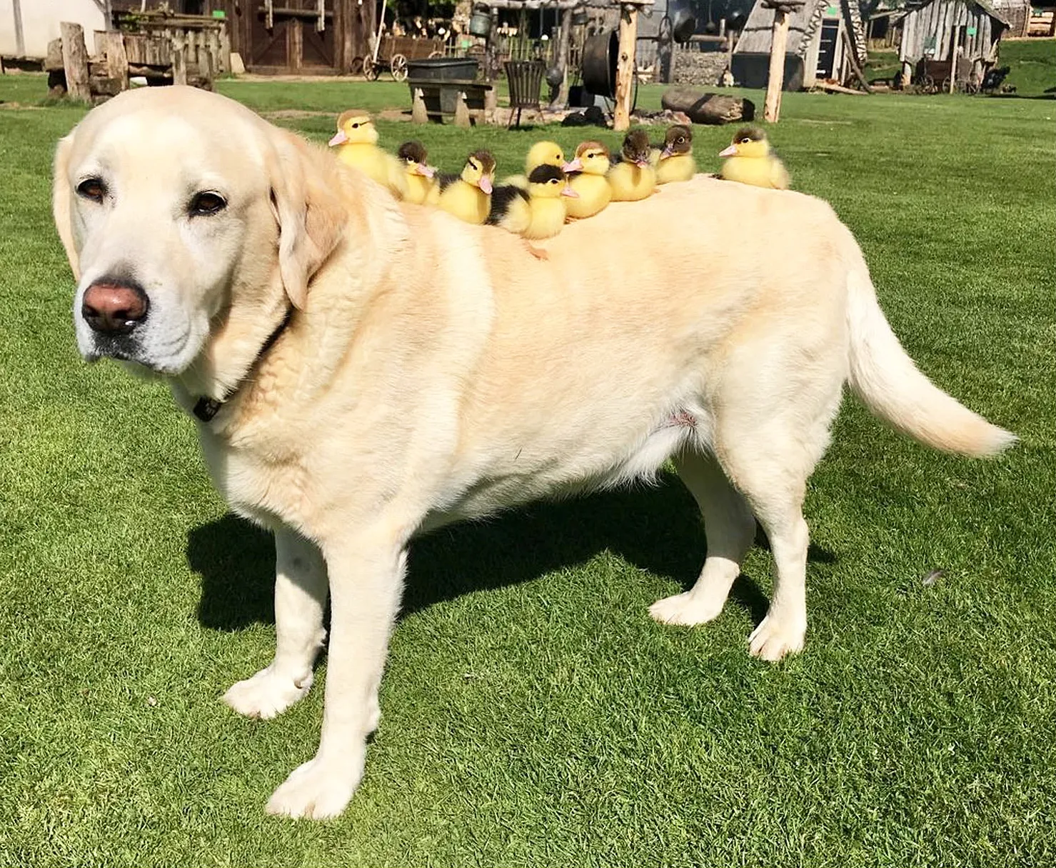 dog adopts ducklings