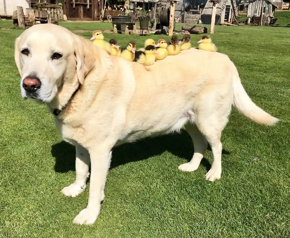 dog adopts ducklings
