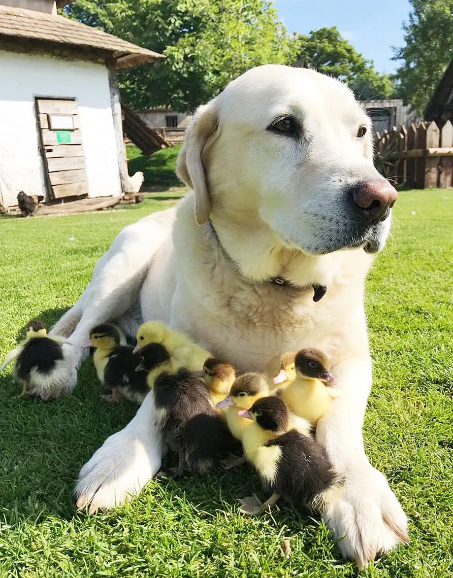 dog adopts ducklings