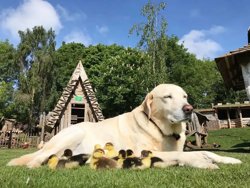 dog adopts ducklings