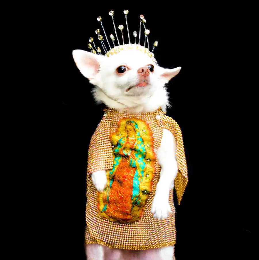 Met Gala Dog Anthony Rubio