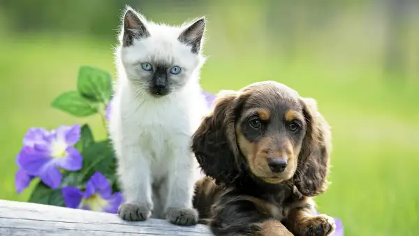 puppy kitten adoption