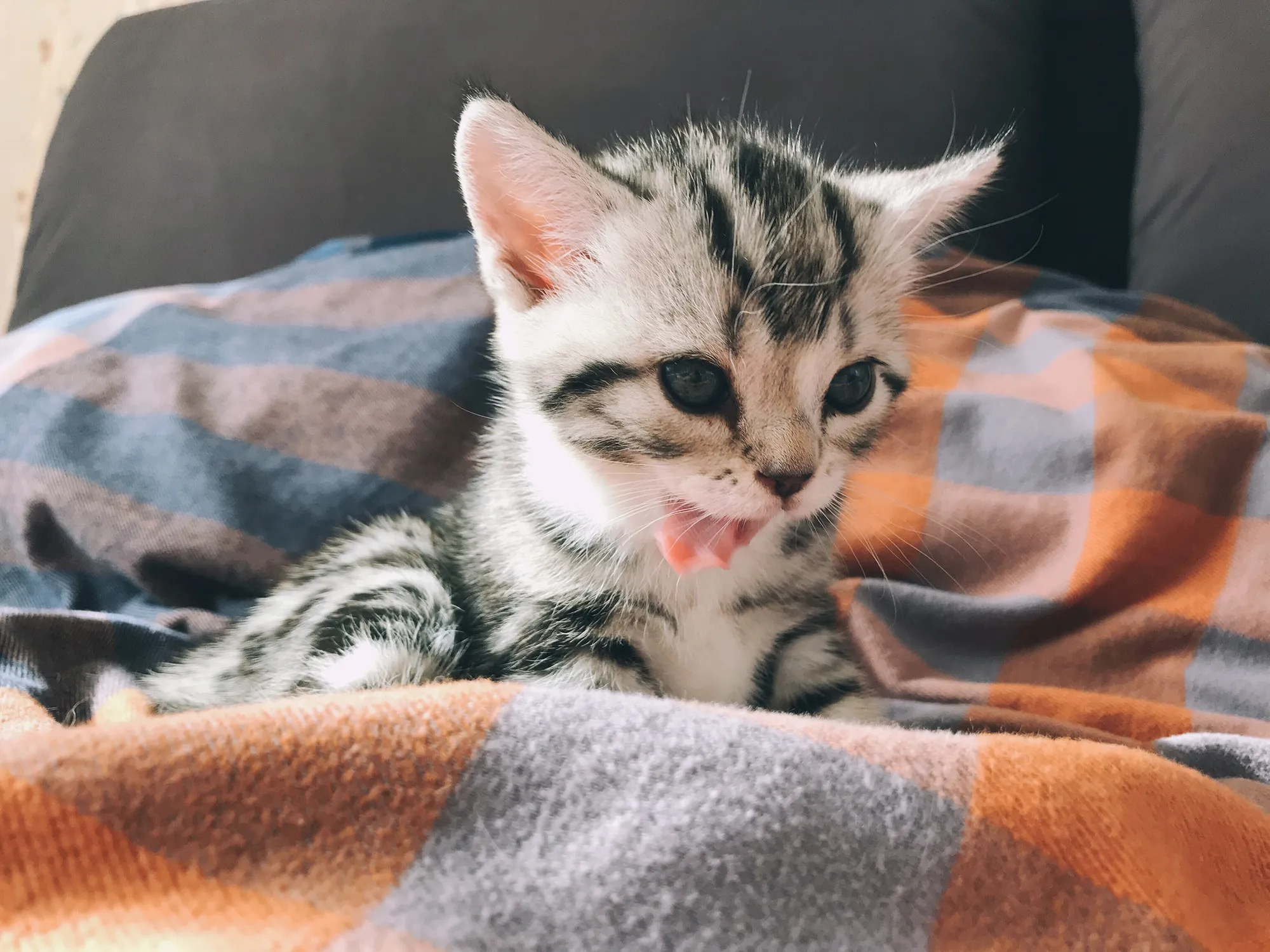 Million Cat Challenge