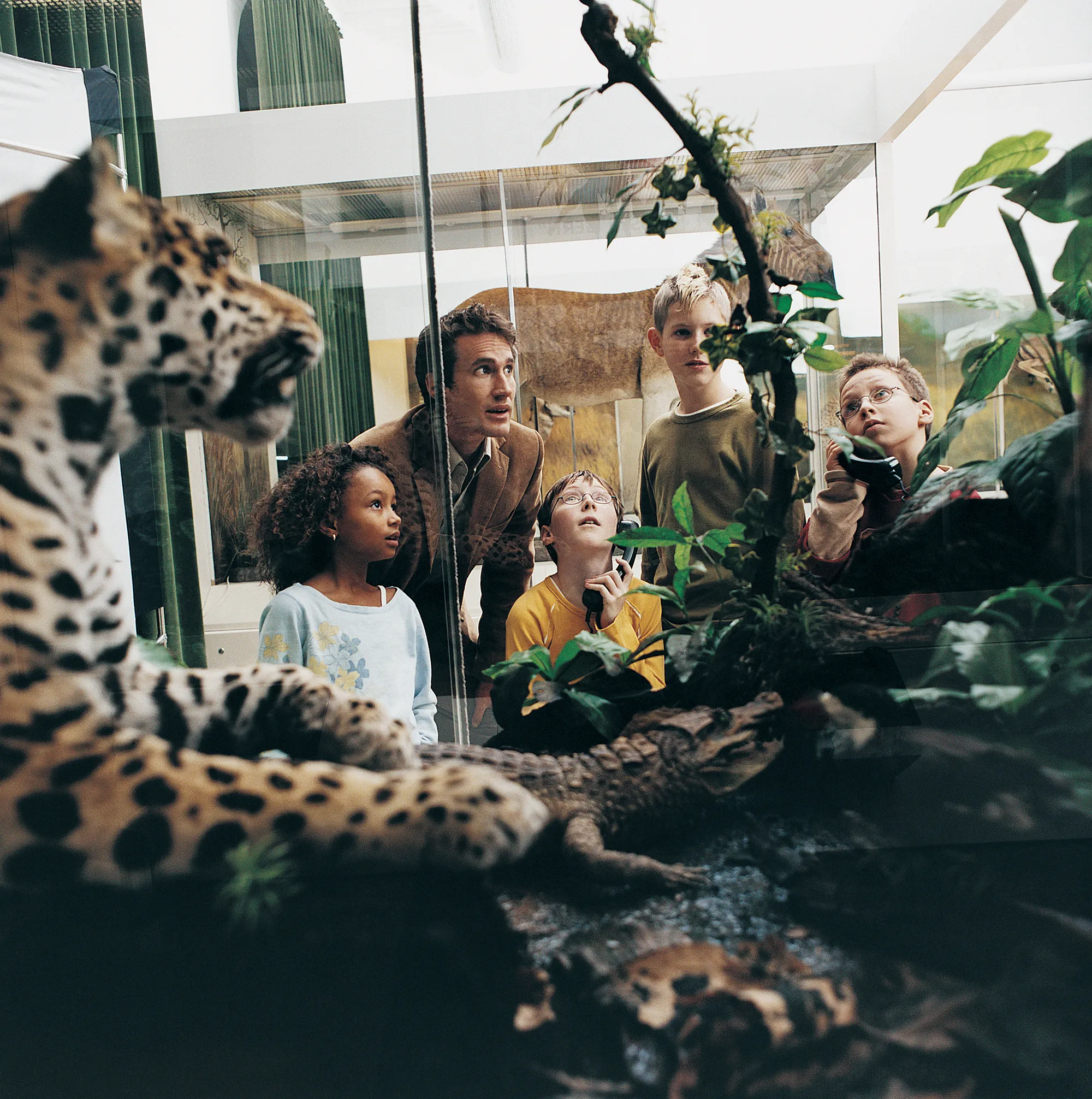 Male Teacher and Primary School Students in a Museum Looking at Animal Models in a Vitrine