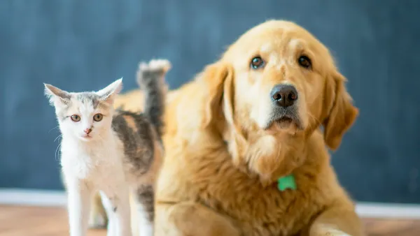 Cat and Dog