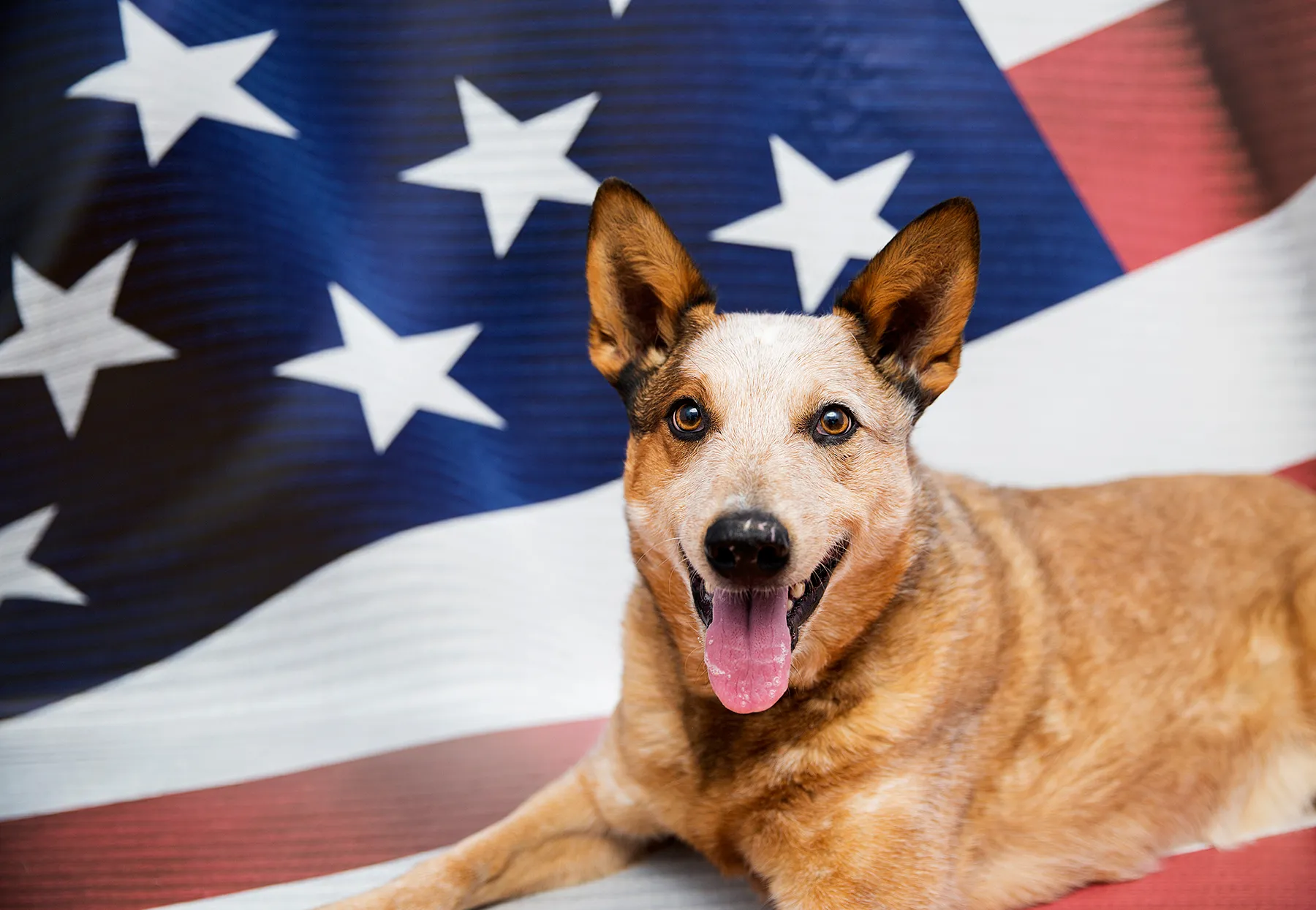 Best-Friends-Animal-Society-campaign